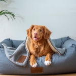 Hundehalterhaftpflichtversicherung
